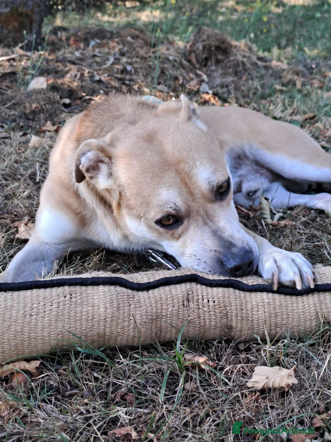 Meticcio cani in regalo: lupin - Annuncio 4