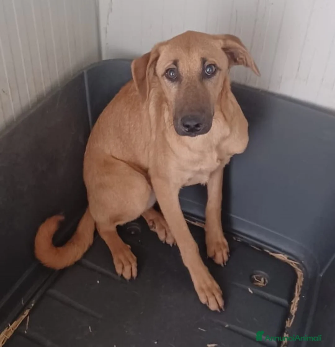 Meticcio cani in regalo: LA TIMIDA ALBICOCCA a Città metropolitana di Roma Capitale - Annuncio 3