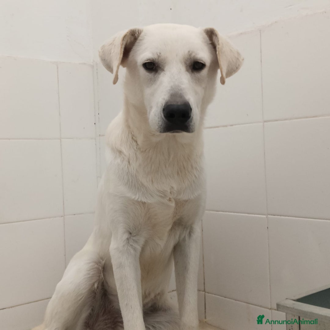 Meticcio cani in regalo: Jerry un cucciolo dalce curioso giocherellone - Annuncio 6