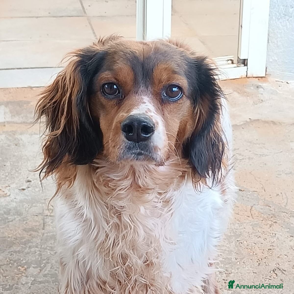 Springer Spaniel Inglese cani BETTY - SPRINGER SPANIEL 6 anni cerca casa a Provincia di Latina - Annuncio 1