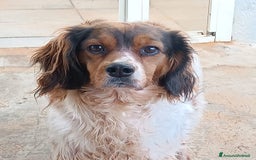 Springer Spaniel Inglese cani in regalo: BETTY - SPRINGER SPANIEL 6 anni cerca casa a Provincia di Latina - Immagine 1