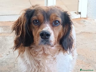 Springer Spaniel Inglese cani BETTY - SPRINGER SPANIEL 6 anni cerca casa a Provincia di Latina - Annuncio 27