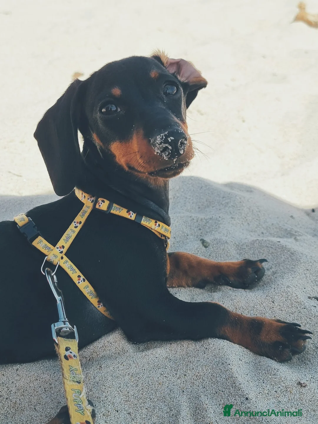 Bassotto cani per accoppiamento: Cerco maschio per monta - Annuncio 1