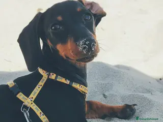 Bassotto cani Cerco maschio per monta - Annuncio 17