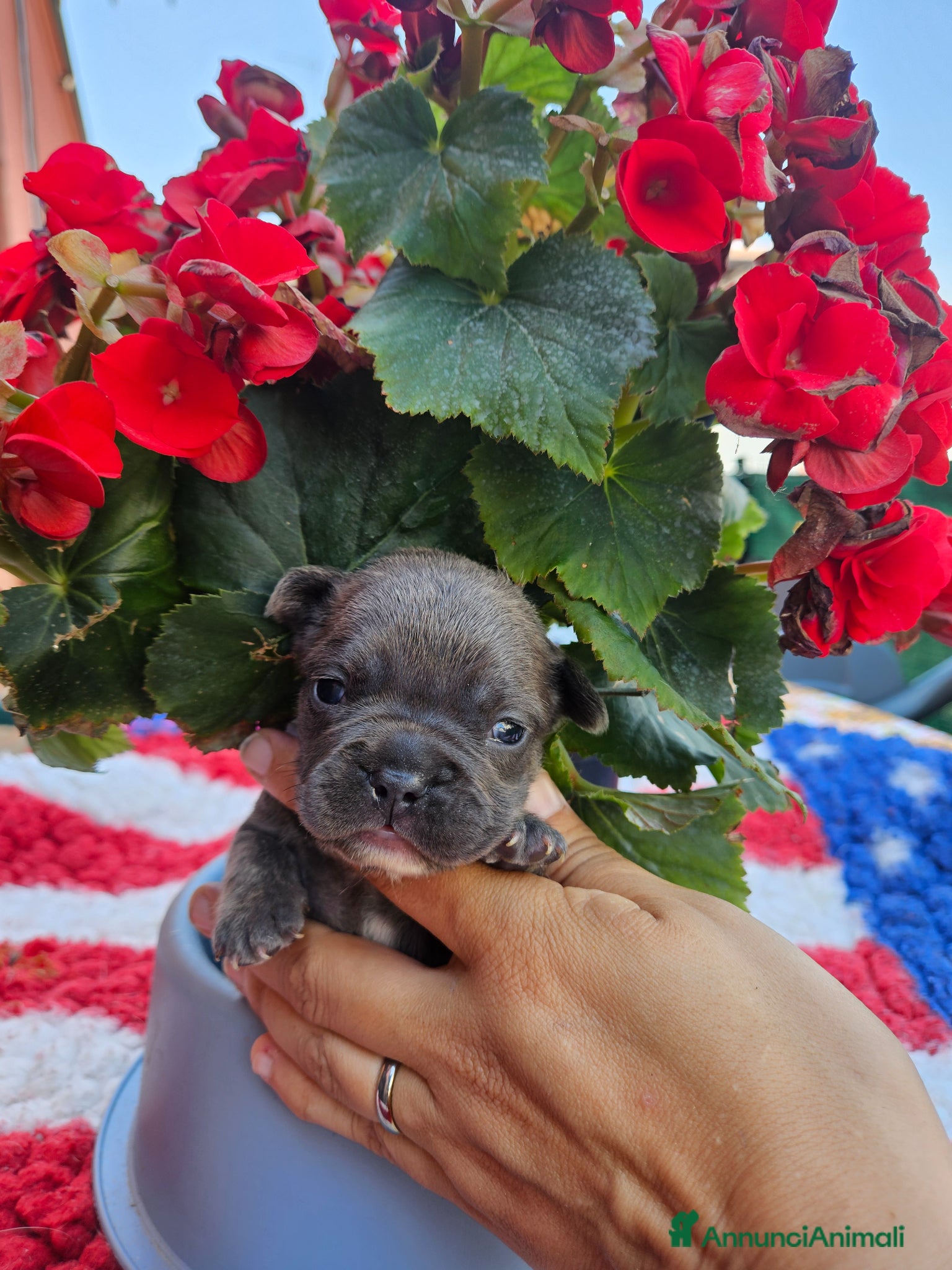 Bulldog Francese cani in vendita: Cuccioli bulldog francese fluffy - Annuncio 8
