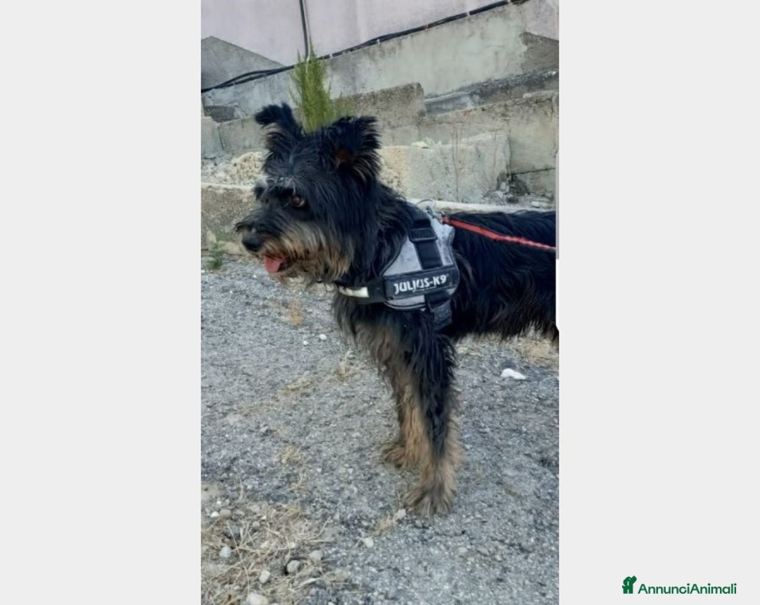 Meticcio cani in regalo: Milo 6anni kg16 aspetta casa da tempo AGRIGENTO a Milano - Annuncio 2