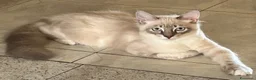 Ragdoll gatti in vendita: Cuccioli ragdoll 5 mesi disponibili  - Annuncio 5