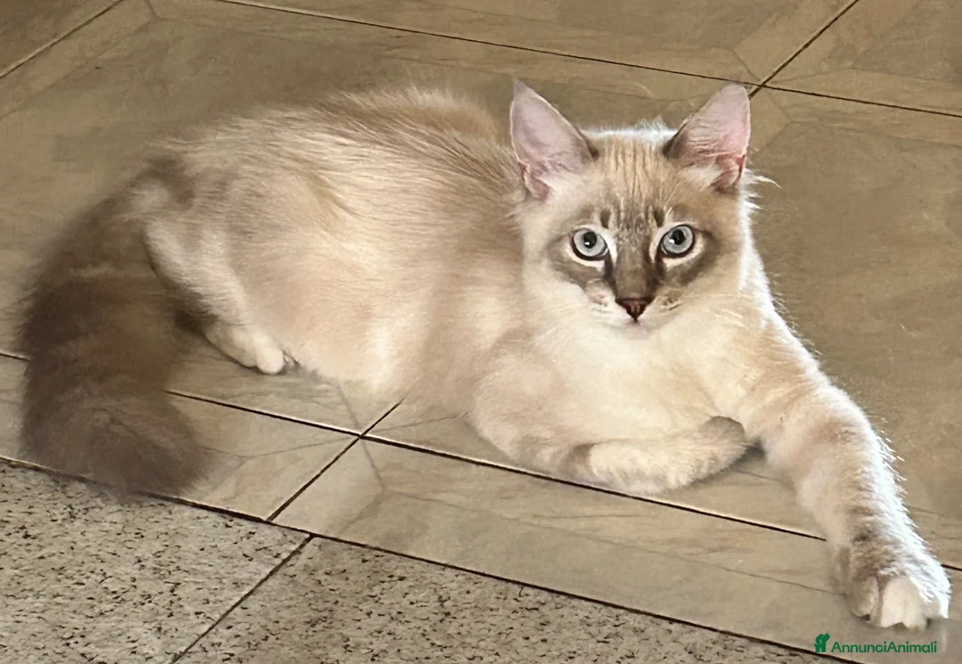 Ragdoll gatti in vendita: Cuccioli ragdoll 5 mesi disponibili  - Annuncio 5