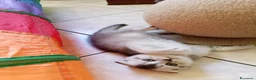Scottish gatti in vendita: Disponibili Cuccioli Scottish - Annuncio 11