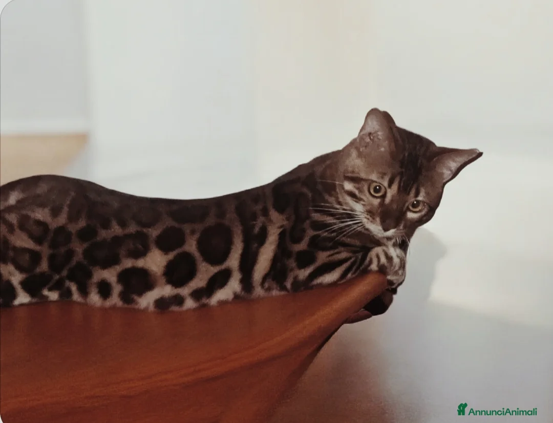 Bengala gatti in vendita: Bellissimi gattini del Bengala  - Annuncio 4