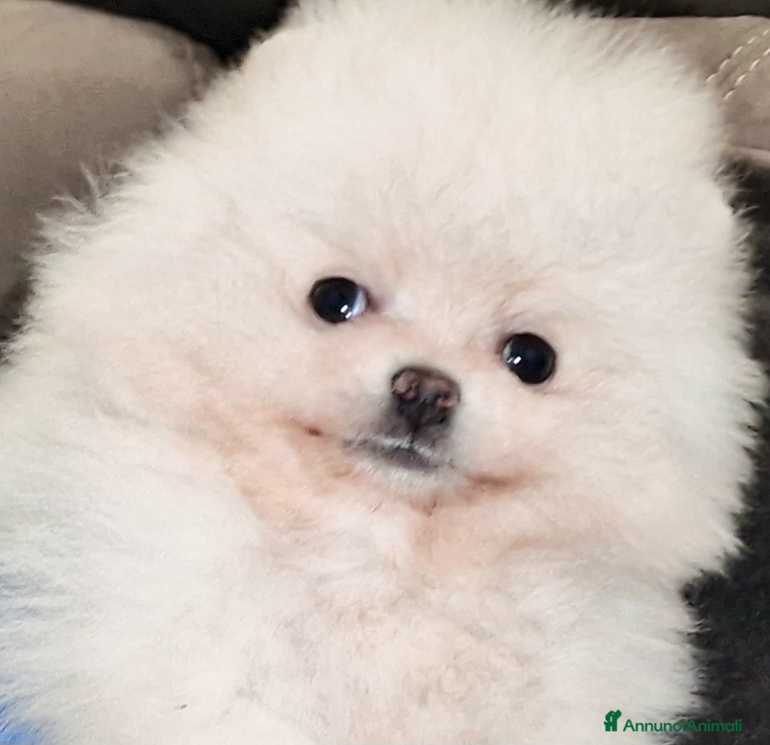 Spitz cani in vendita: Spitz tedesco NANO ( POMERANIA  ) a Provincia di Monza e della Brianza - Annuncio 21