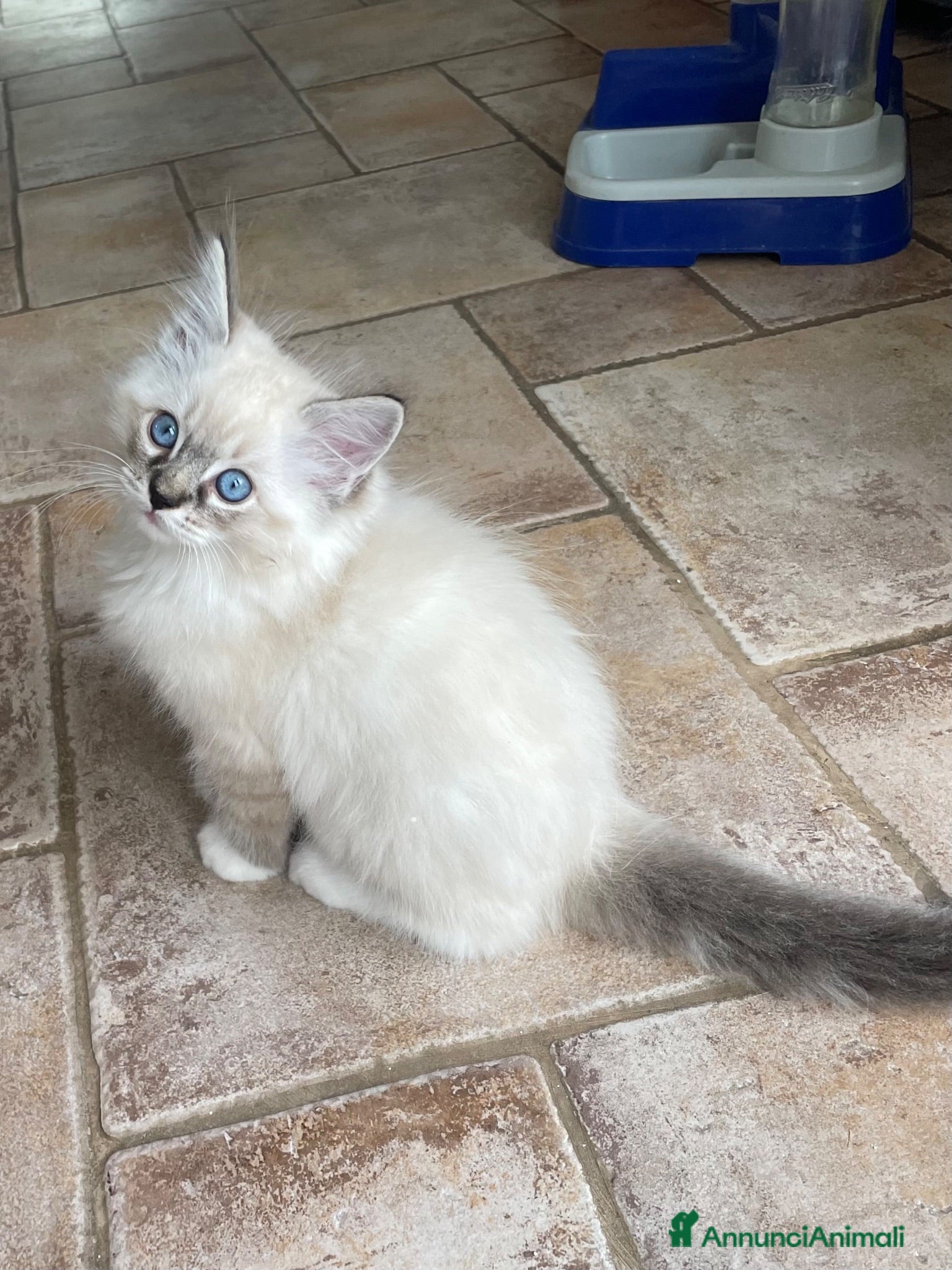 Ragdoll gatti Cuccioli Ragdoll con pedigree  - Annuncio 6