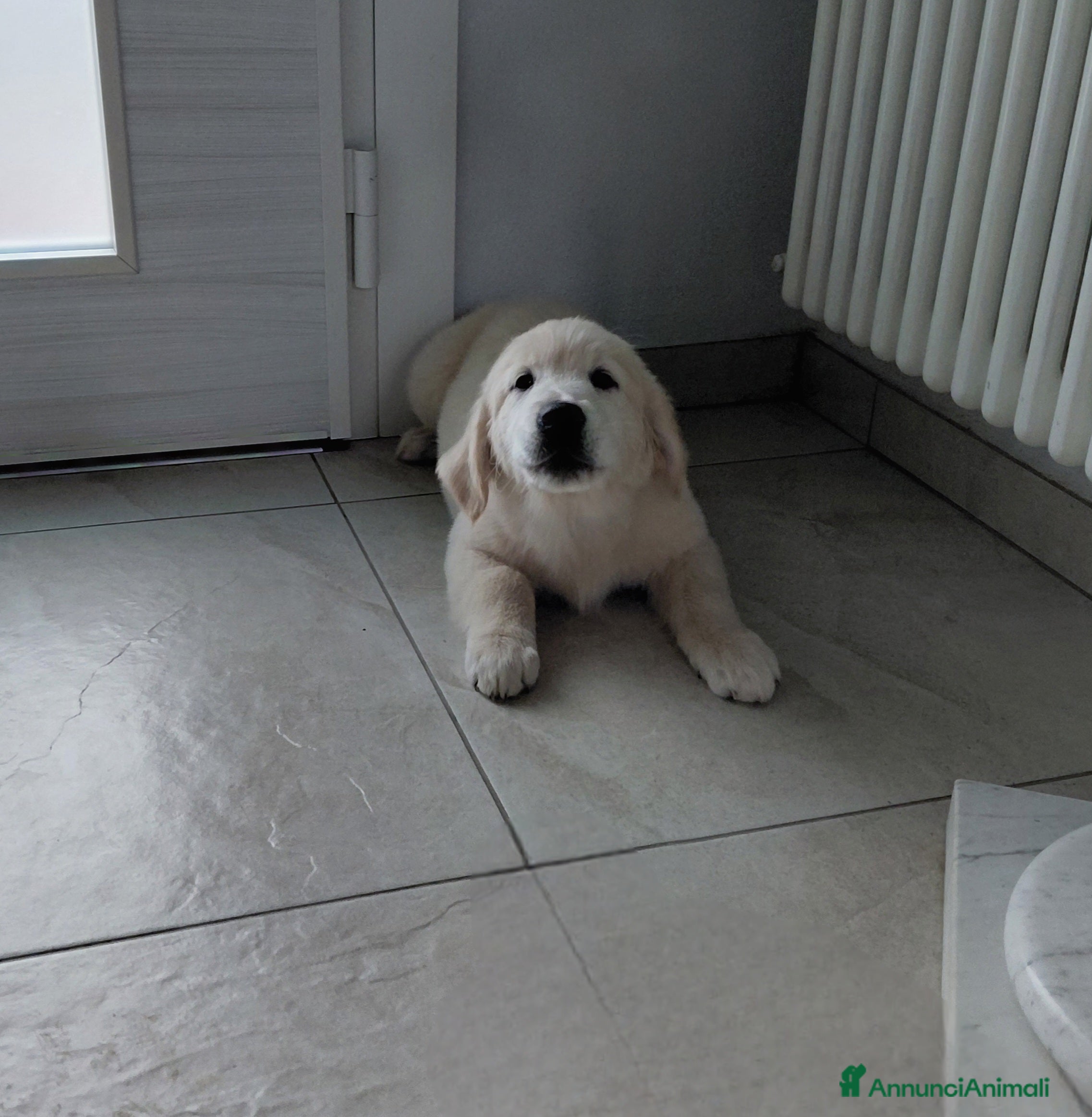 Golden Retriever cani Cucciola di Golden Retriever  - Annuncio 2