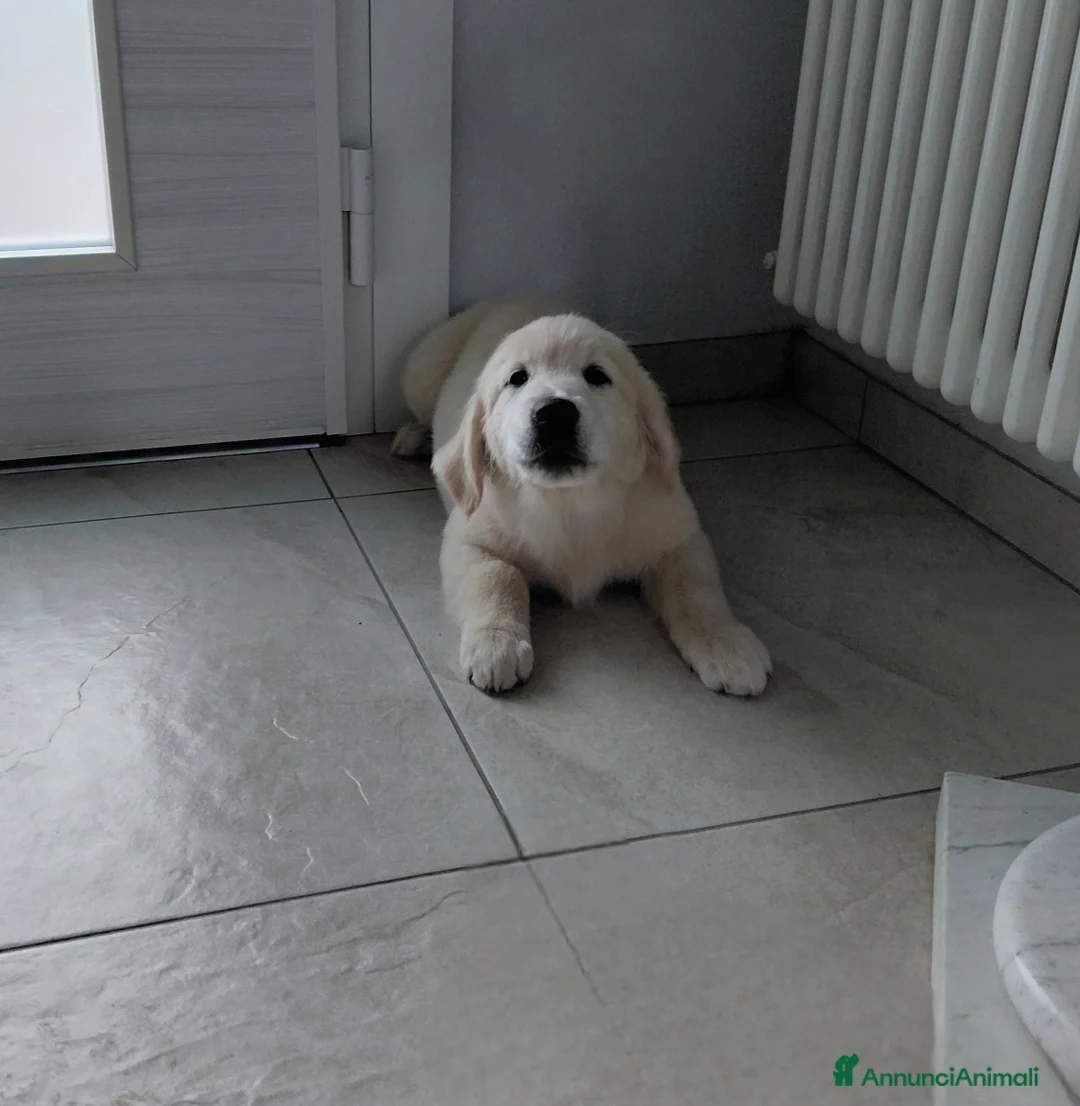 Golden Retriever cani in vendita: Cucciola di Golden Retriever  - Annuncio 2