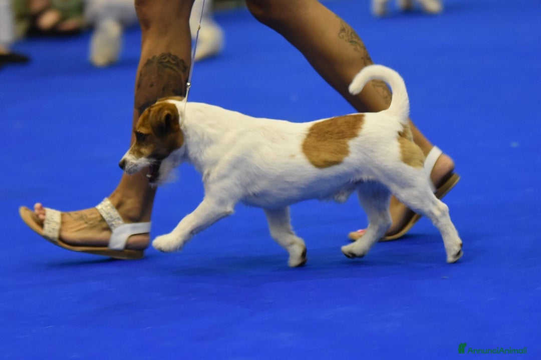 Immagine della galleria {{count}}