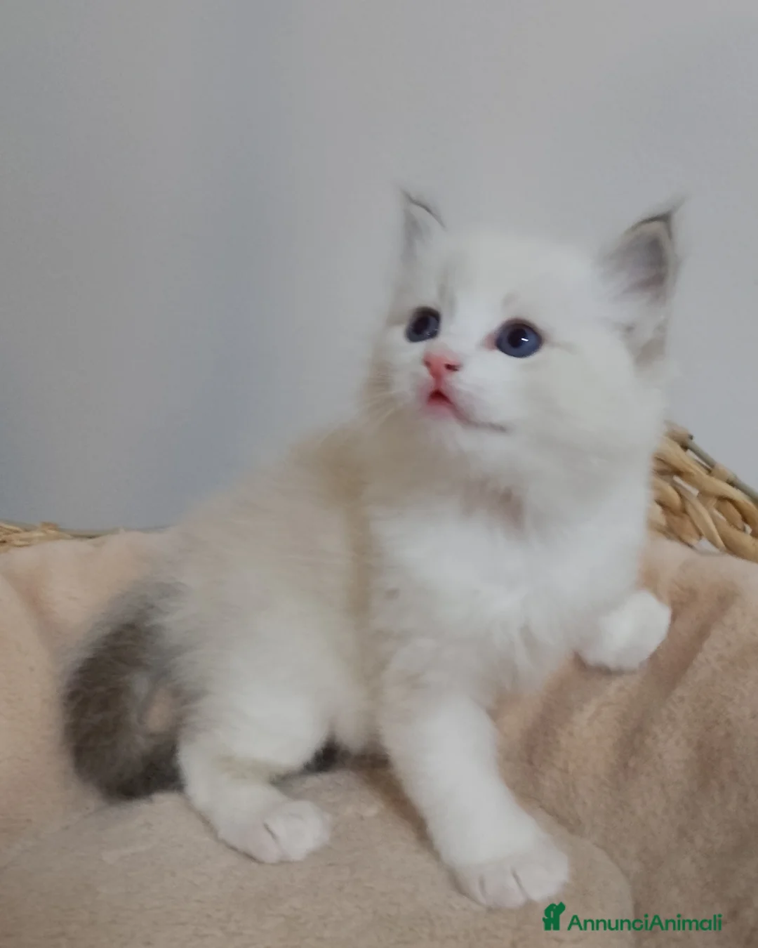 Ragdoll gatti in vendita: Bellissimi cuccioli Ragdoll  a Provincia di Bergamo - Annuncio 10