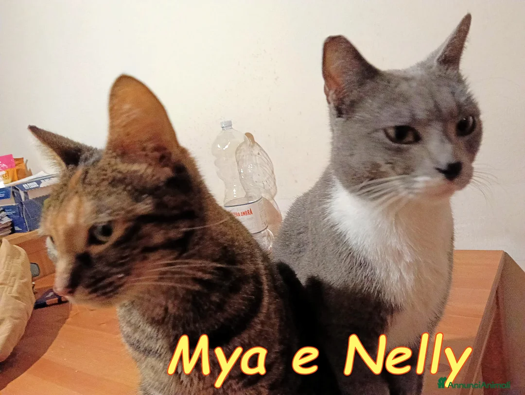 Europeo gatti in regalo: 😔 Mya e Nelly gattine buonissime 😺 - Annuncio 9