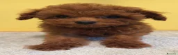 Barbone cani in vendita: Cuccioli barbone toy color fulvo - Annuncio 1