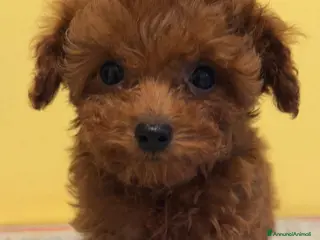 Barbone cani Cuccioli barbone toy color fulvo - Annuncio 15