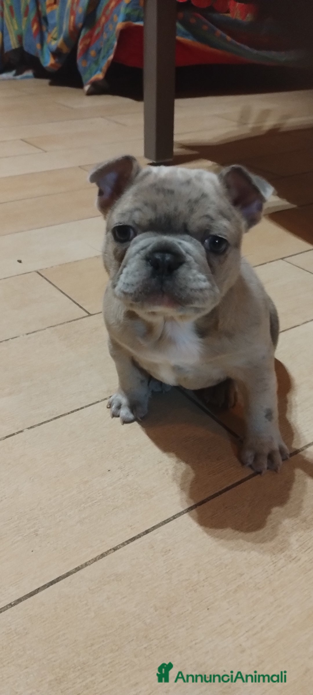 Bulldog Francese cani in vendita: Bulldog francese Blue Merle  - Annuncio 1