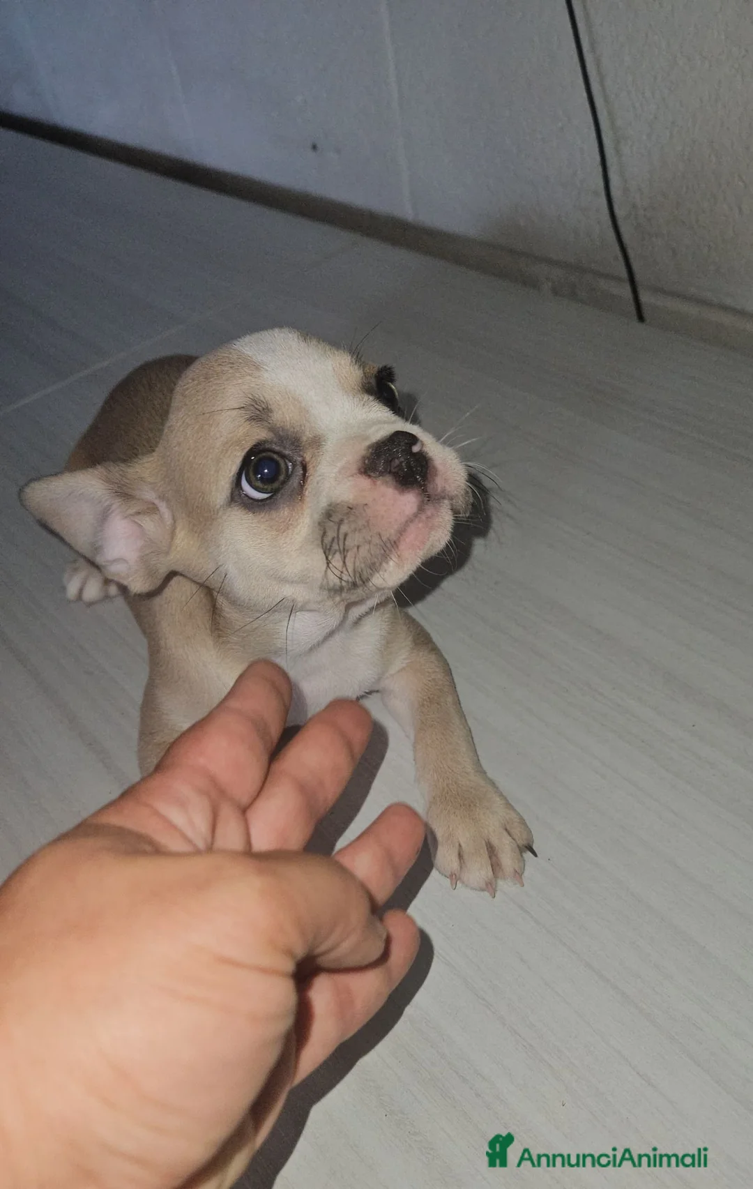 Bulldog Francese cani in vendita: Bulldog francese femmina  - Annuncio 2