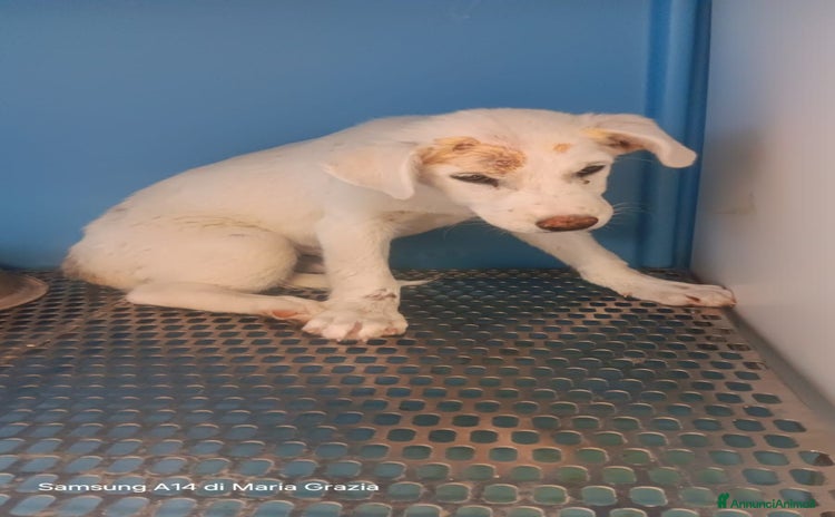 Meticcio cani - Annuncio 18