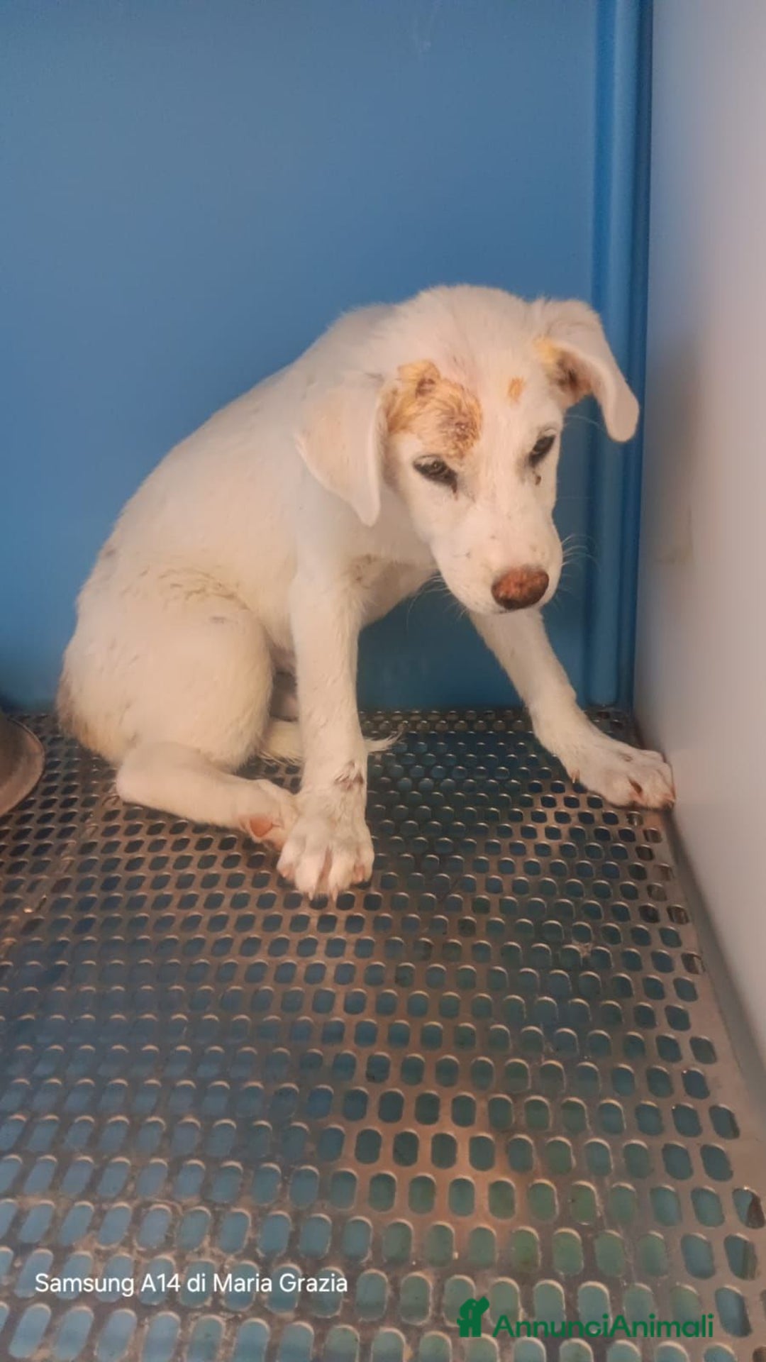 Meticcio cani in regalo: Bella - Annuncio 1