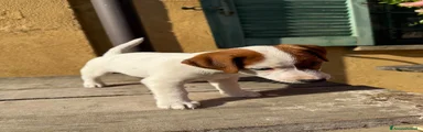Jack Russell terrier pelo liscio cucciolo maschio