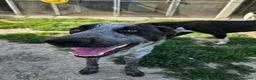 Meticcio cani in regalo: Gioia: cucciolona equilibrata e socievole  - Annuncio 8