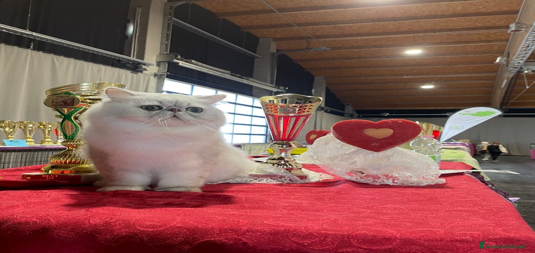 Immagine della galleria {{count}}