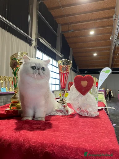 Immagine della galleria {{count}}