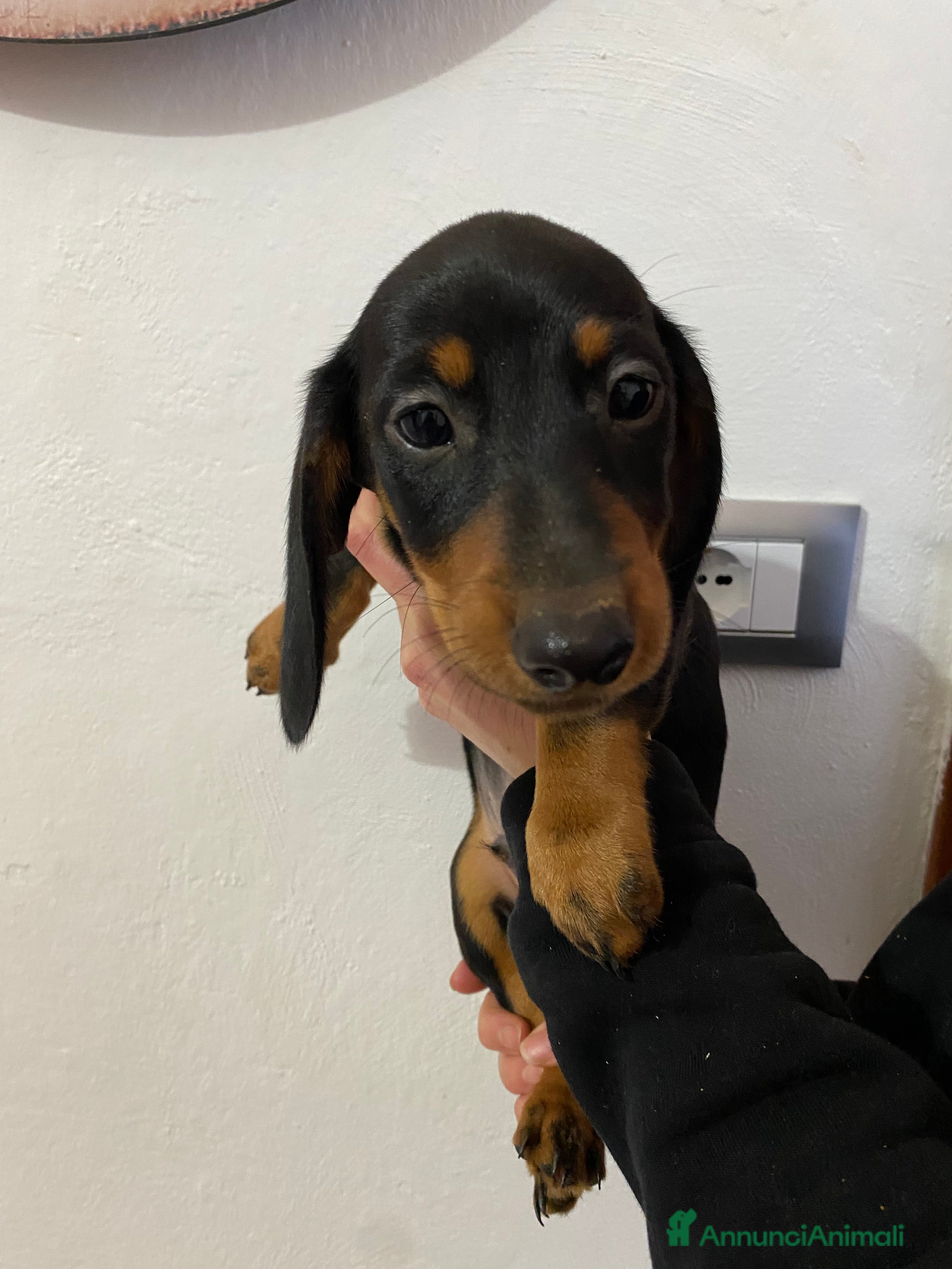 Bassotto cani Bassotto nano tedesco - Annuncio 1