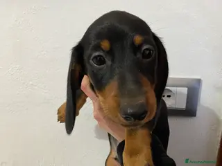 Bassotto cani Bassotto nano tedesco - Annuncio 1