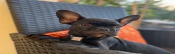 Bulldog Francese cani in vendita: Cuccioli di Bulldog Francese - Annuncio 1