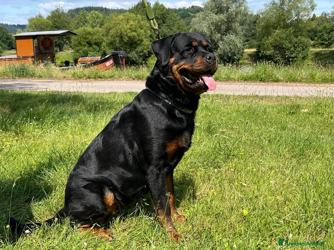 Rottweiler cani in vendita: Bellissima cucciola di Rottweiler - Annuncio 1