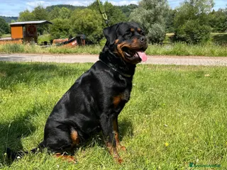 Rottweiler cani Bellissima cucciola di Rottweiler - Annuncio 1