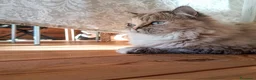 Persiano gatti in vendita: Cuccioli Persiani Doll Face a Provincia di Lucca - Annuncio 1