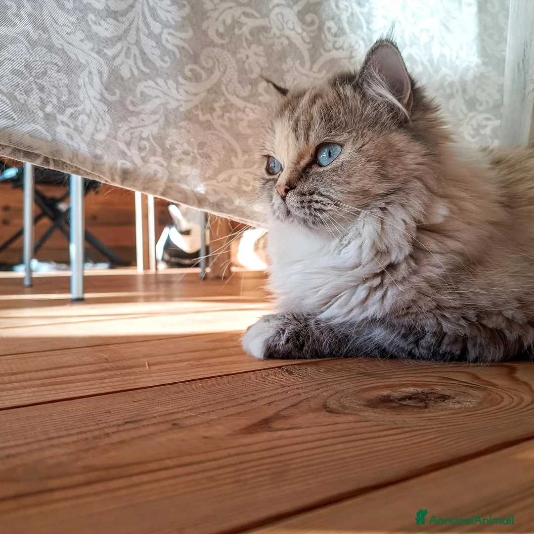 Persiano gatti in vendita: Cuccioli Persiani Doll Face a Provincia di Lucca - Annuncio 1
