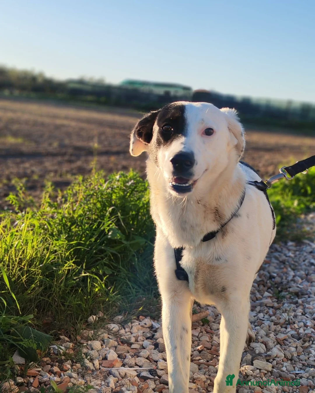 Meticcio cani in regalo: Chloe  - Annuncio 2