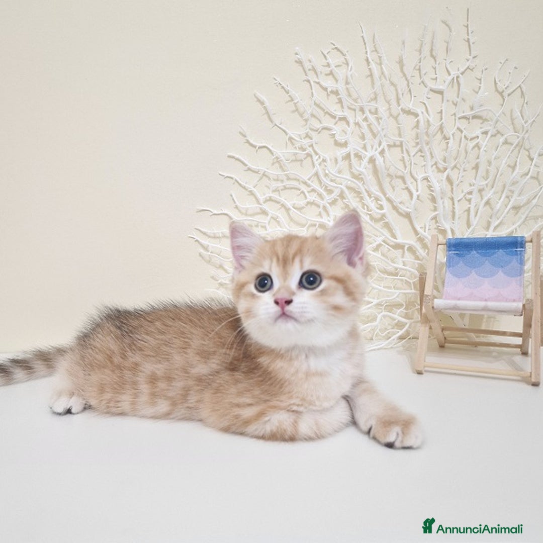 British gatti in vendita: Cuccioli British Shorthair a Villafranca di Verona - Immagine 7