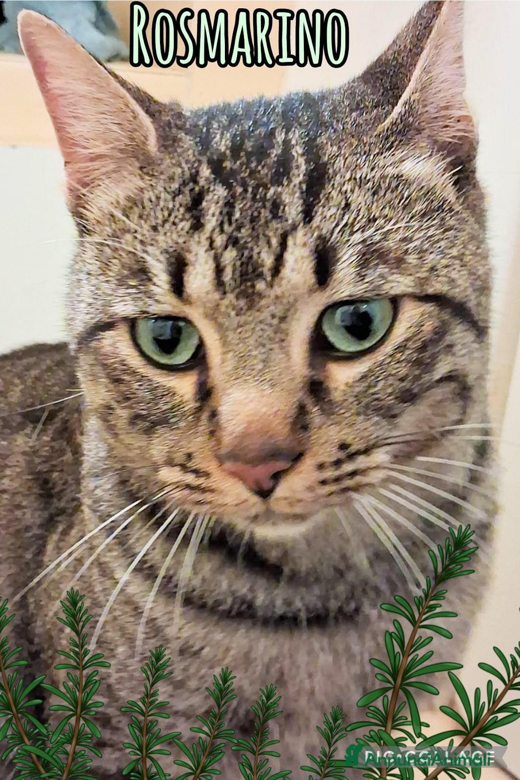 Europeo gatti ROSMARINO GATTINO DOLCISSIMO - Annuncio 3