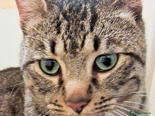 Europeo gatti ROSMARINO GATTINO DOLCISSIMO - Annuncio 2