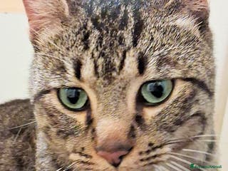 Europeo gatti ROSMARINO GATTINO DOLCISSIMO - Annuncio 27