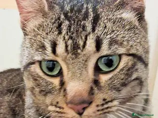 Europeo gatti ROSMARINO GATTINO DOLCISSIMO - Annuncio 26