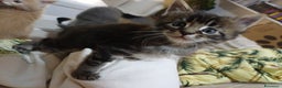 Maine Coon gatti in vendita: Cuccioli Maine Coon - Annuncio 8