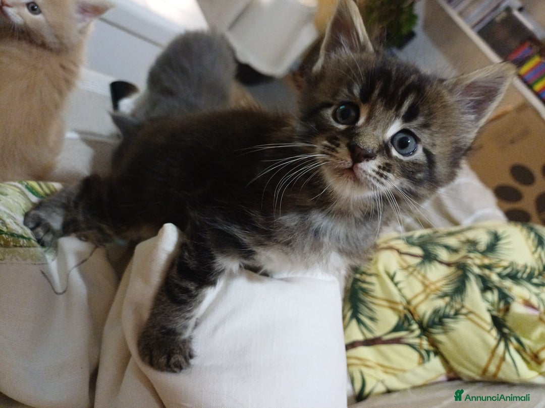 Maine Coon gatti in vendita: Cuccioli Maine Coon - Annuncio 8