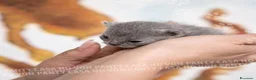 Scottish gatti in vendita: Cuccioli di Scottish Fold e Straight con Pedigree - Annuncio 3