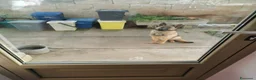Pastore Belga cani in regalo: Regalo Sole - Annuncio 7