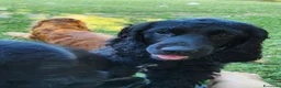 Cocker cani in vendita: Cucciolo di Cocker - Annuncio 4