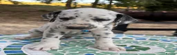 Dalmata cani in vendita: Cuccioli di Dalmata - Annuncio 2